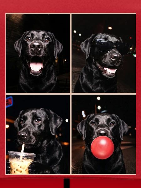 Hunde Labrador Hund