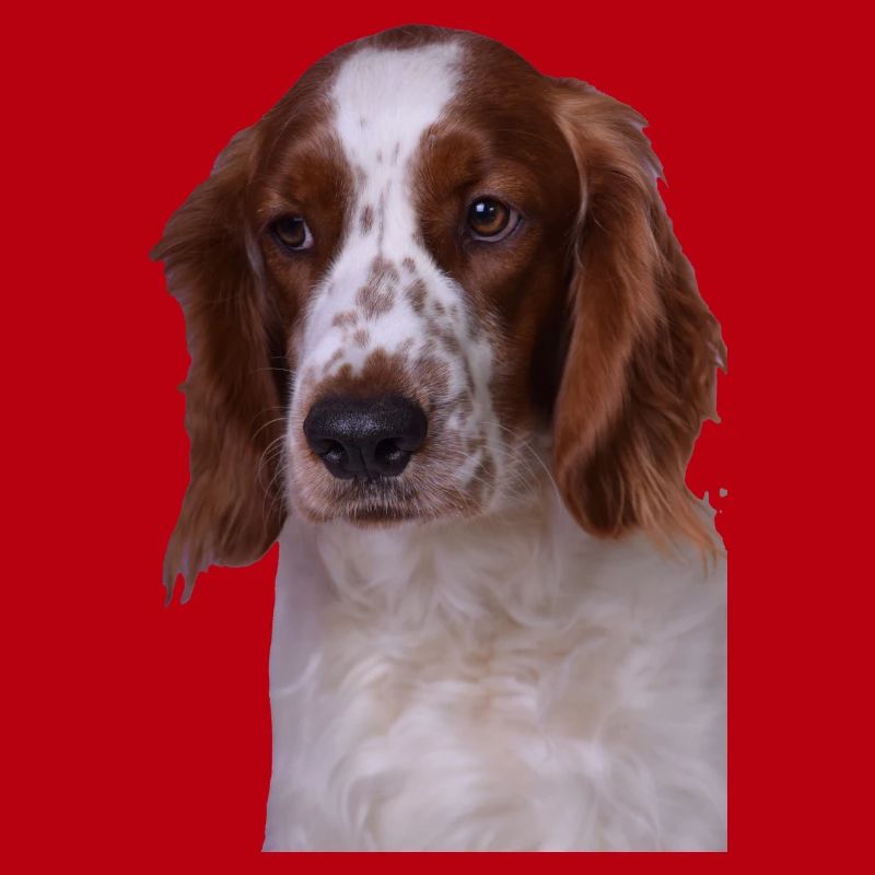 Welsh Springer Spaniel