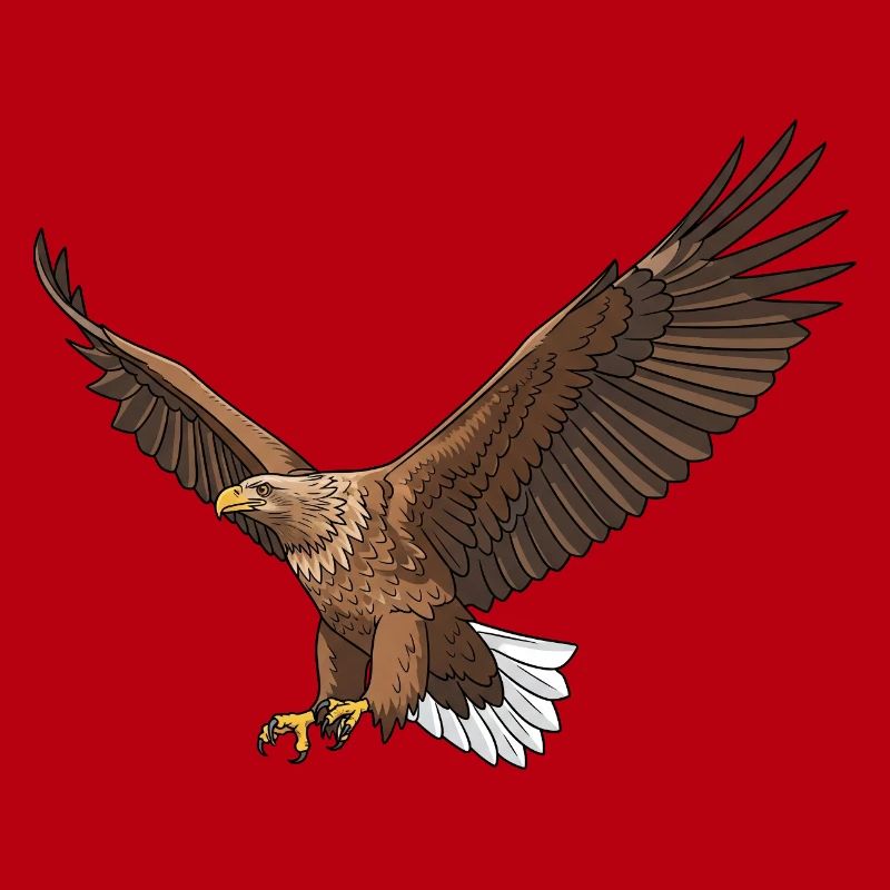 Pygargue à queue blanche Haliaeetus albicilla Eagle