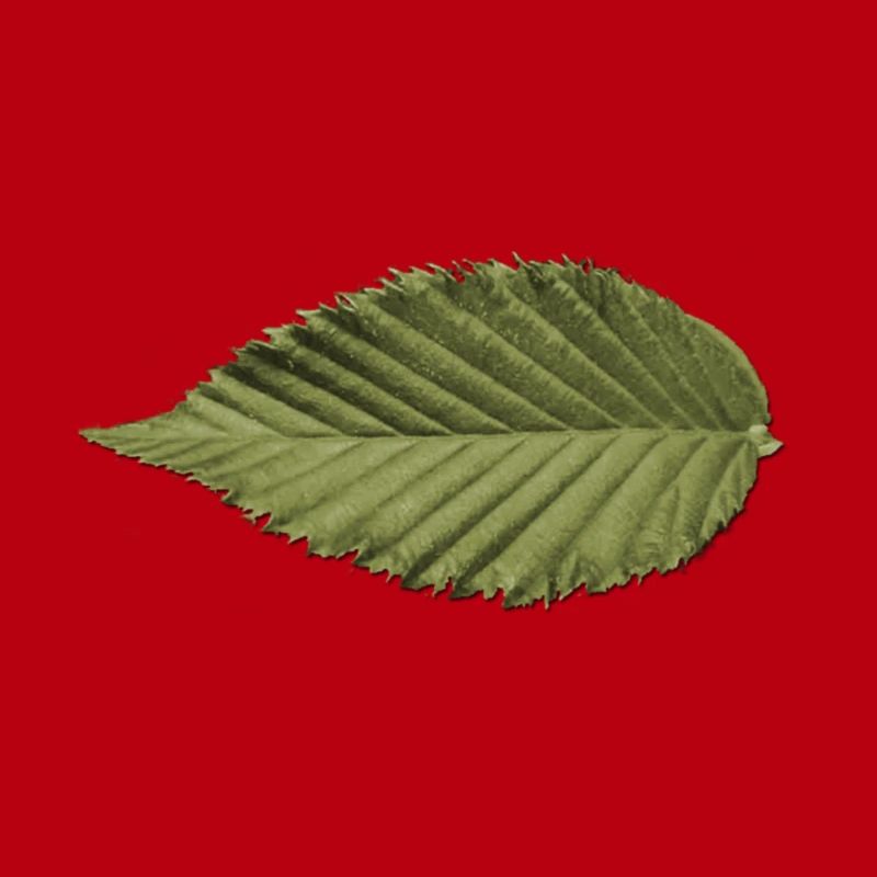 Leaf Structure Olive Green Pattern