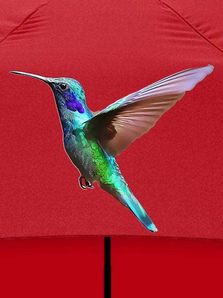 Kolibri – Vogelillustration