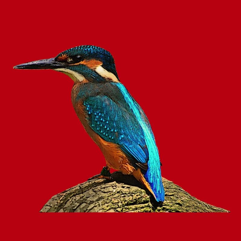 coole vögel, fischendes Eisvogel männchen