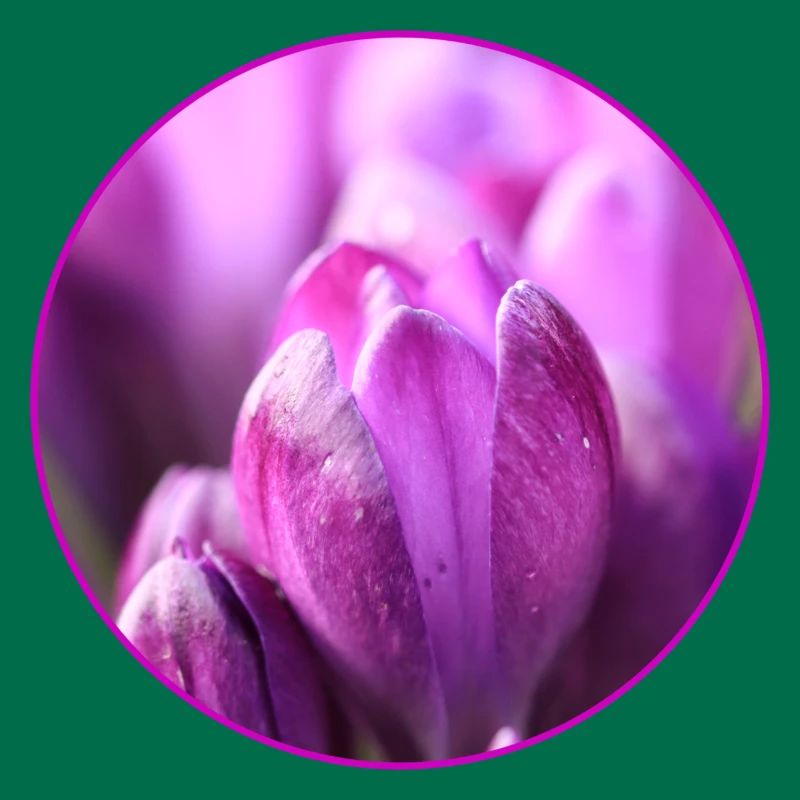 Crocus Crocus Fleurs violettes Crocus Bourgeon de crocus