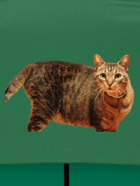 Katze Kätzchen