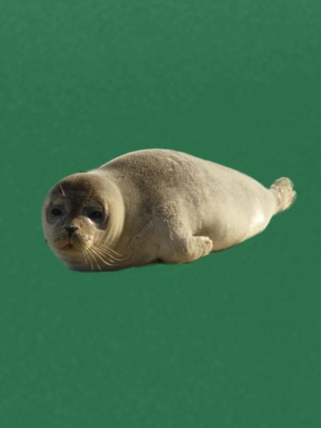 Heuler