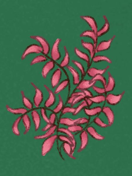 Rosa Pflanze