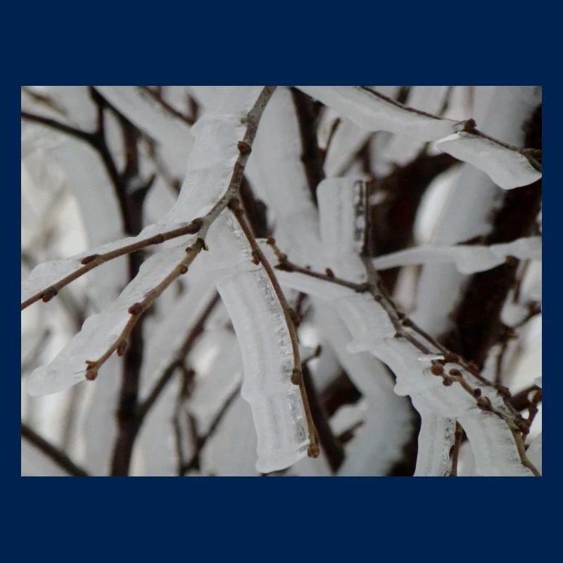 Ice on branches