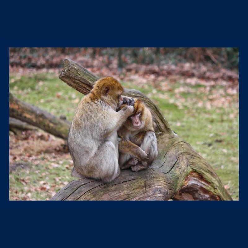 Barbary macaques (Berberaffe) Macaca sylvanus