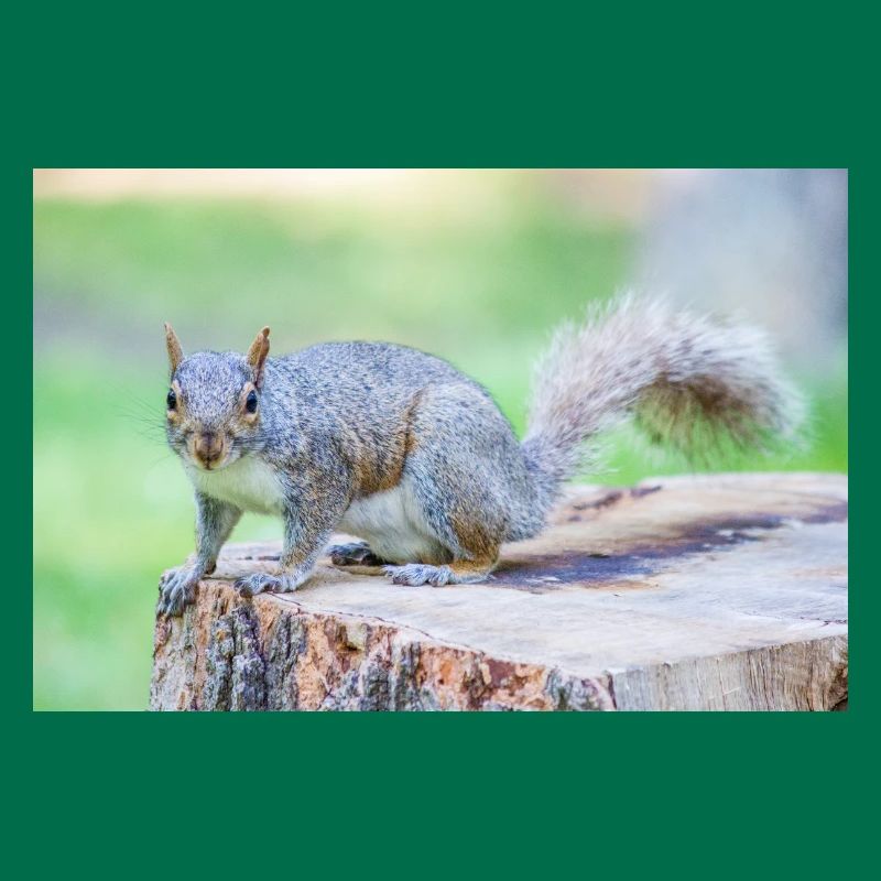 Écureuil gris Grauhörnchen Sciurus carolinensis