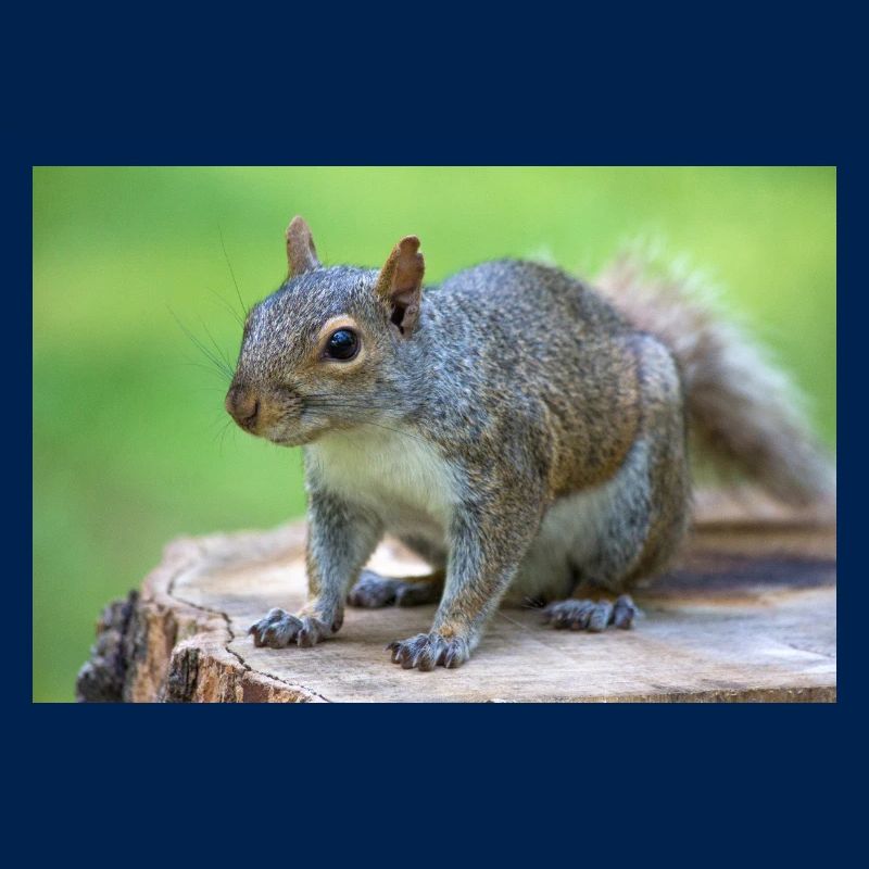 Écureuil gris Grauhörnchen Sciurus carolinensis