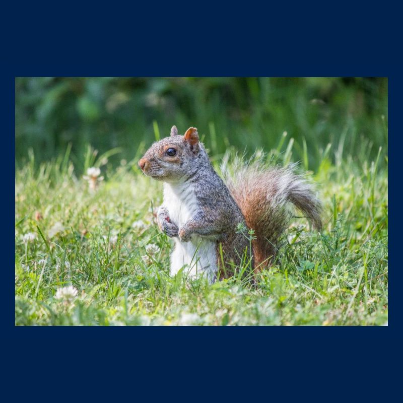 Standing grey squirrel (Sciurus carolinensis) grey