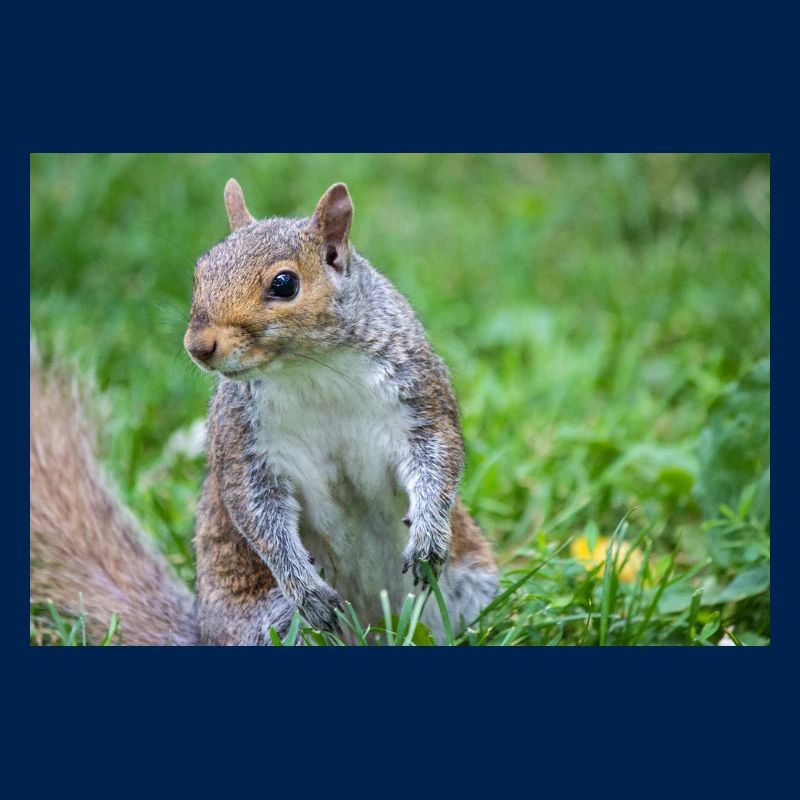 Grauhörnchen Sciurus carolinensis