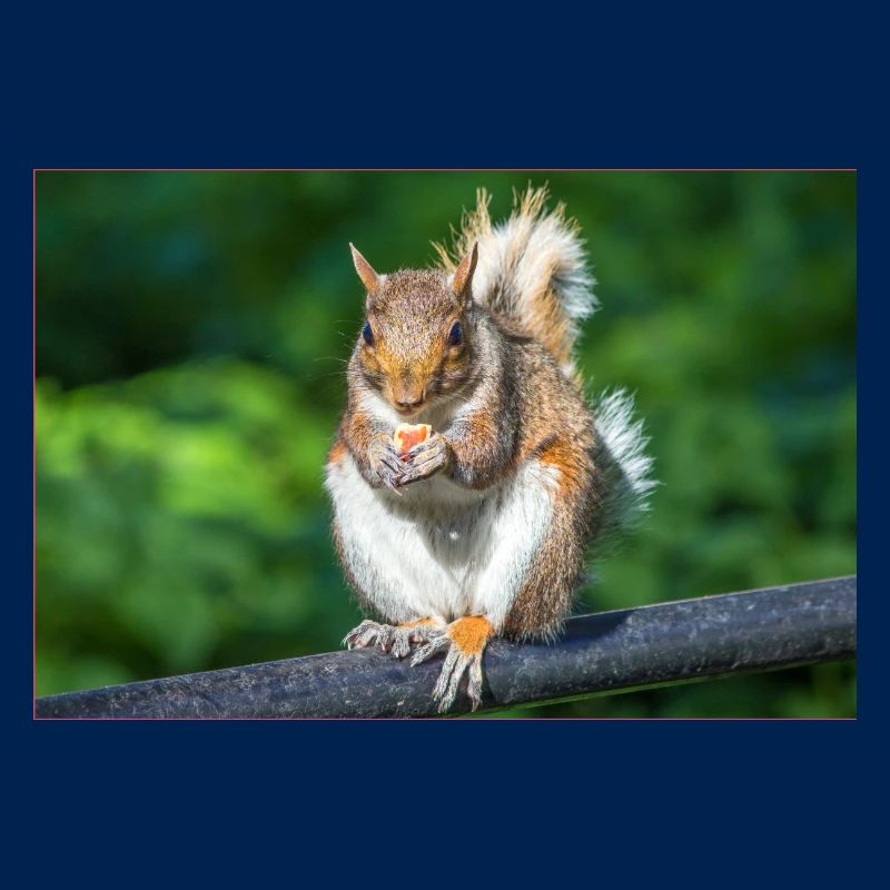 Manger Écureuil gris Grauhörnchen Sciurus caroline