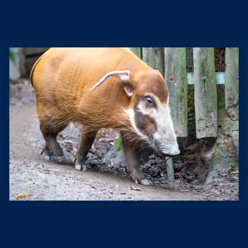 Buschschwein oder Rotflussschwein Pinselohrschwein