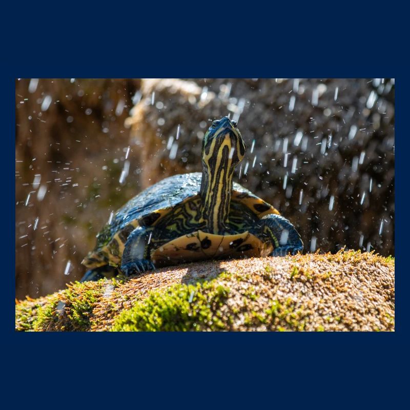 Yellow-bellied slider Trachemys scripta scripta