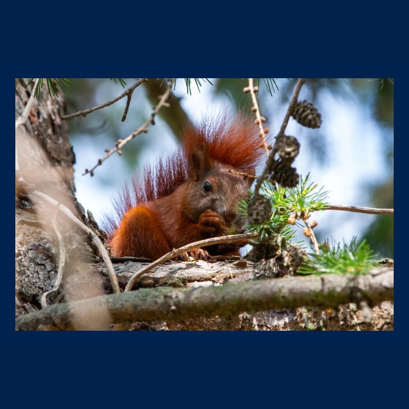 squirrel (in german Eichhörnchen) Sciurus