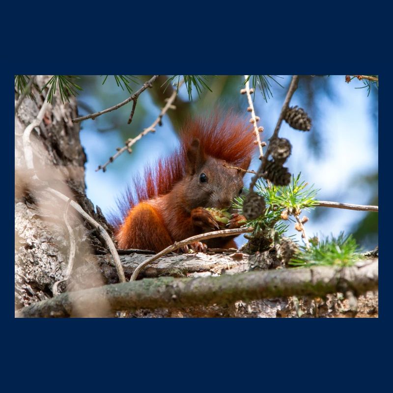 squirrel (in german Eichhörnchen) Sciurus