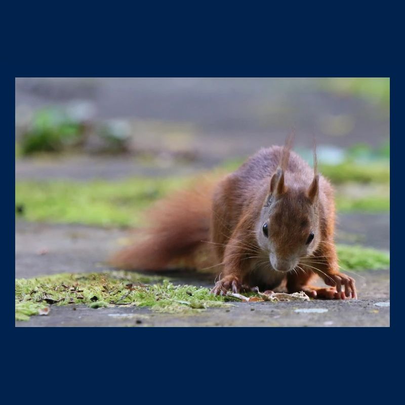 Eichhörnchen