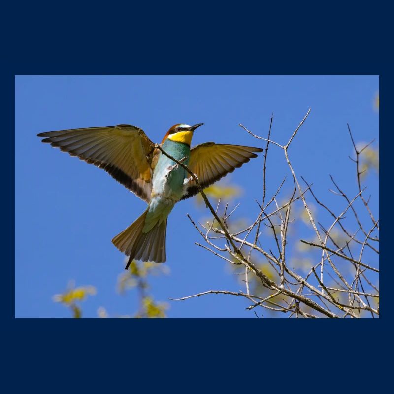 Bee-eater