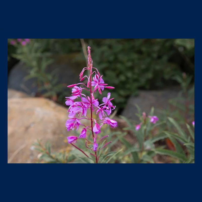 fireweed also willow herb also rosebay willowherb