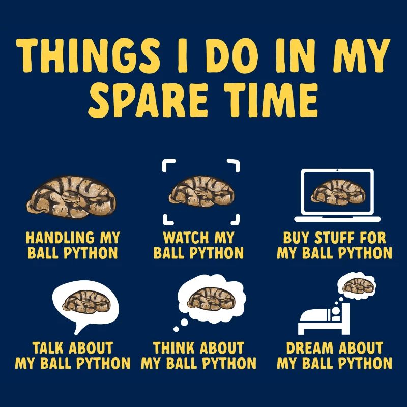 Ball Python Schlange Königspython