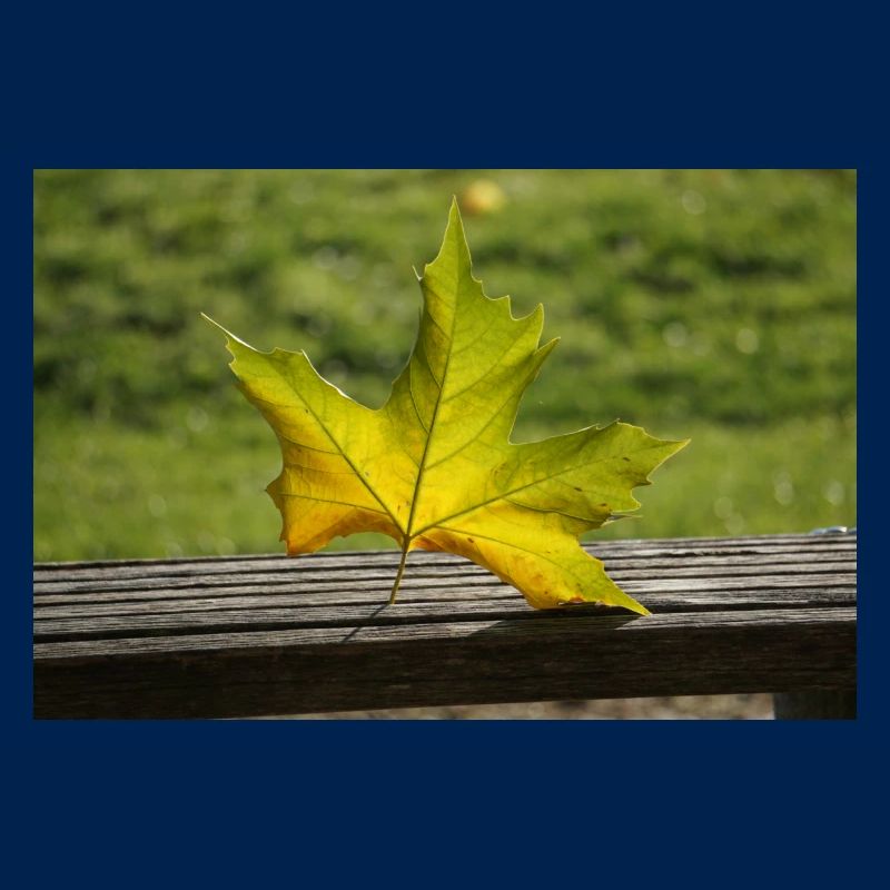 Lonely maple leaf