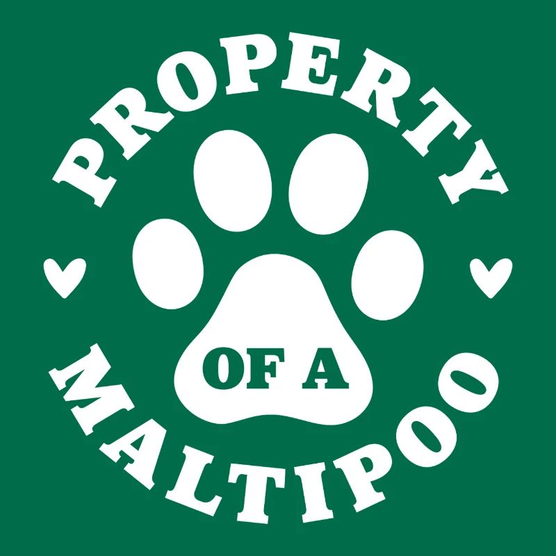 Eigentum eines Maltipoo