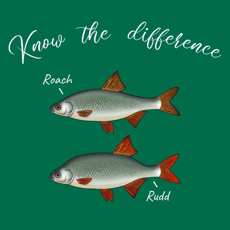 Roach Red Feather Différence Pêche