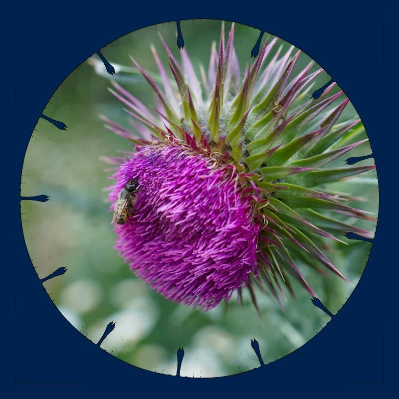 Die Distelblüte wird oft als Unkraut verschrien