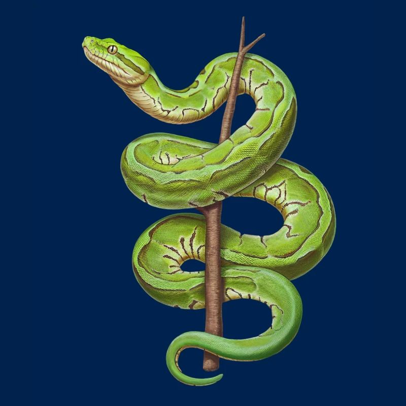 Arbre vert Python Serpents Amoureux Terrarium