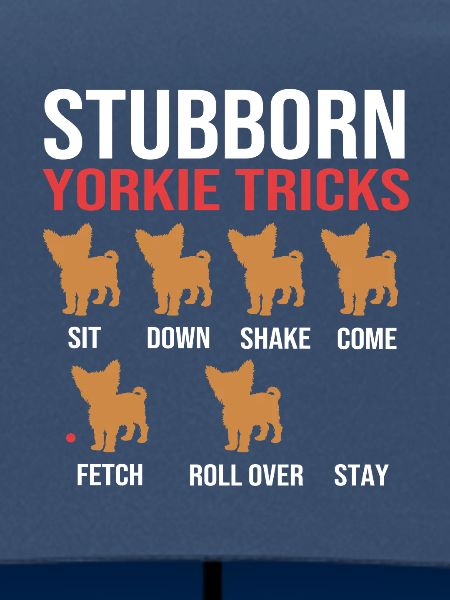 Yorkshire Terrier