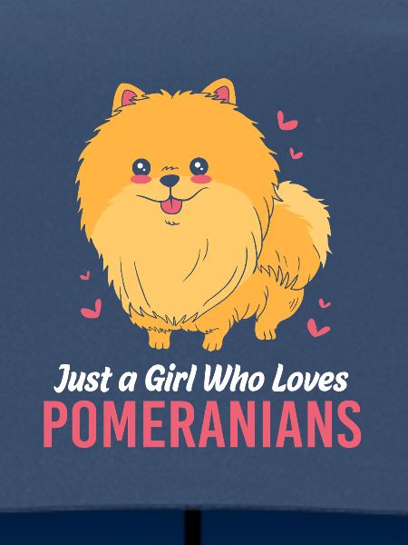 Pomeranian Zwergspitz Hund