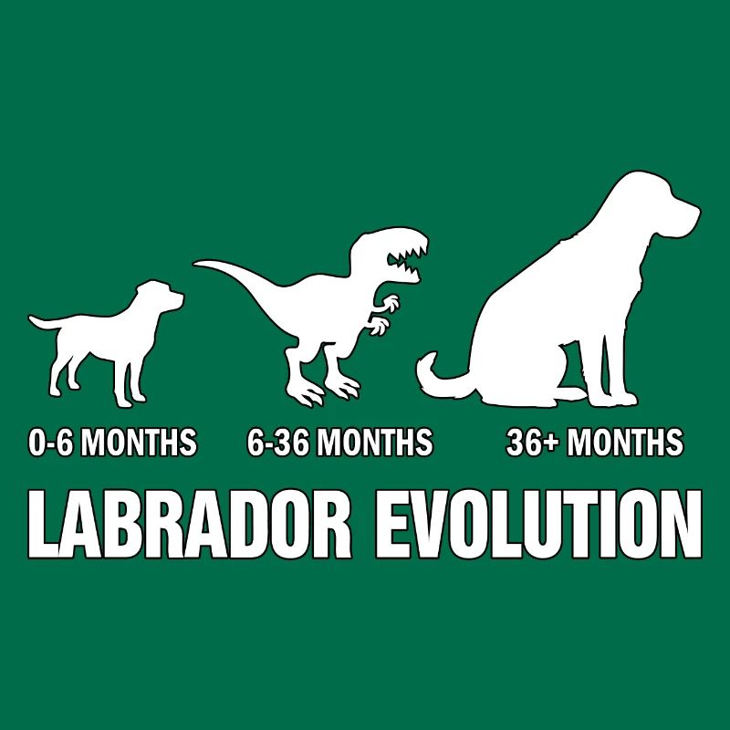Évolution du Labrador