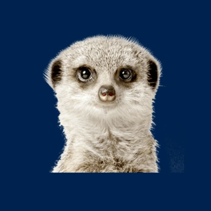 Suricate