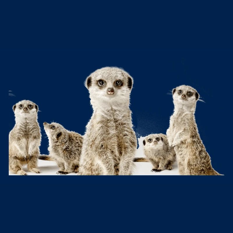 Erdhörnchen