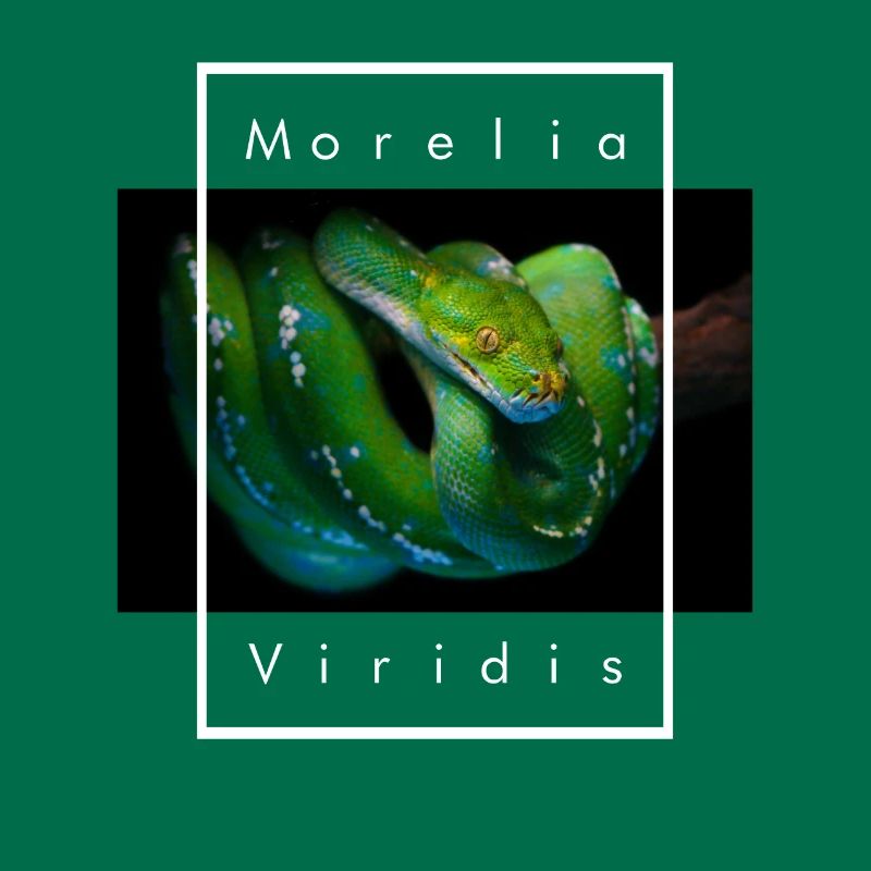Morelia Viridis Arbre Vert Python Serpent Gardien