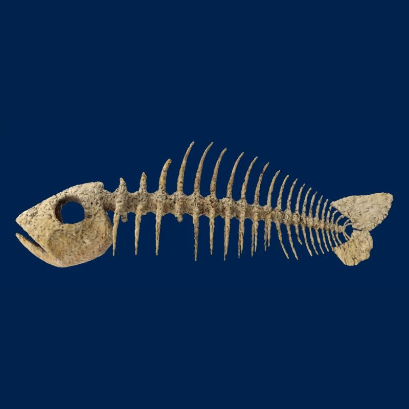 Fisch Gräten - Fish Skeleton Fish bone