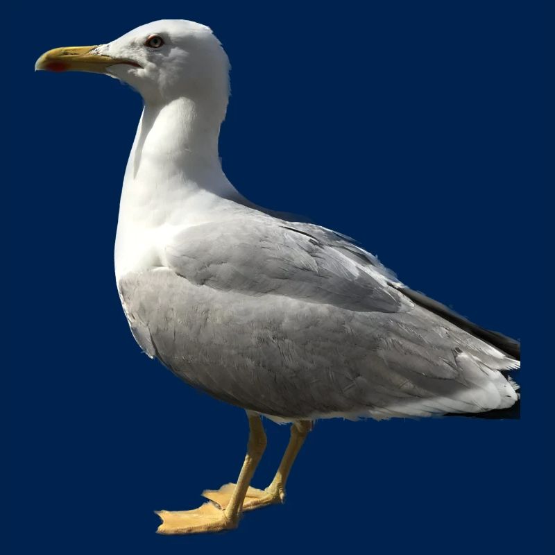 Möwe Vogel Geschenkidee