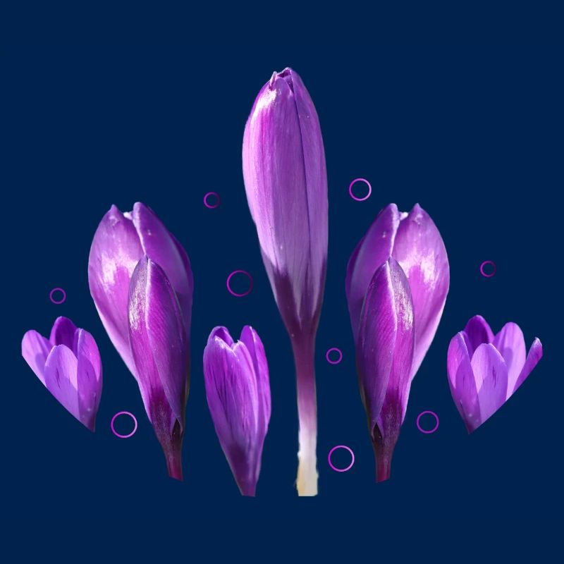 Crocuses Spring Spring Beginning