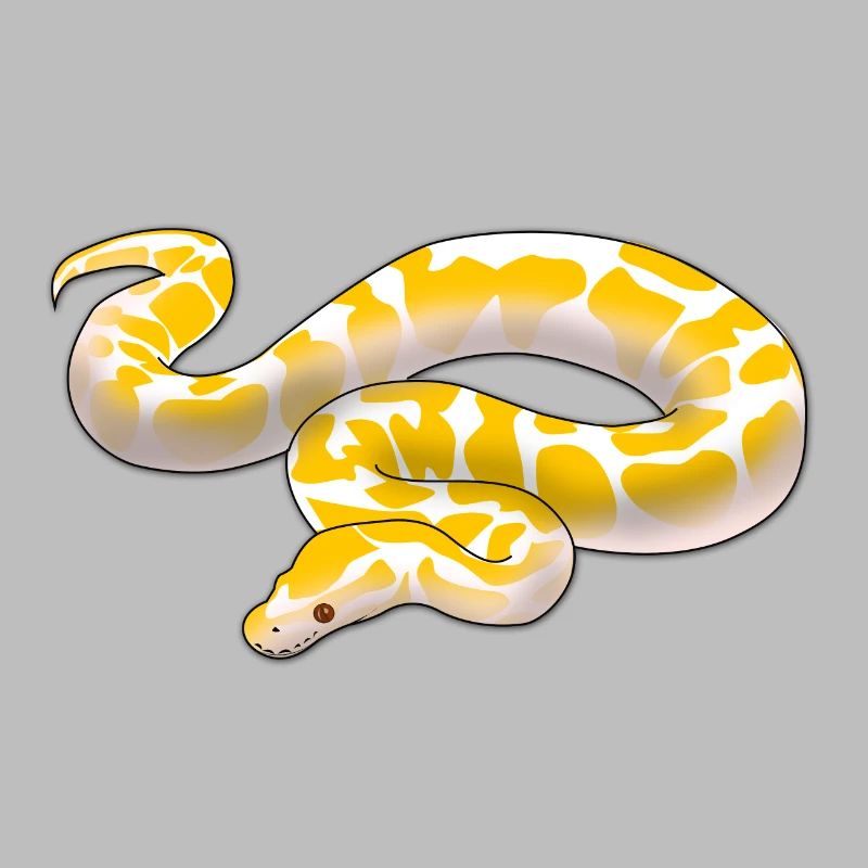 Albino Königspython Python regius ballpython motiv
