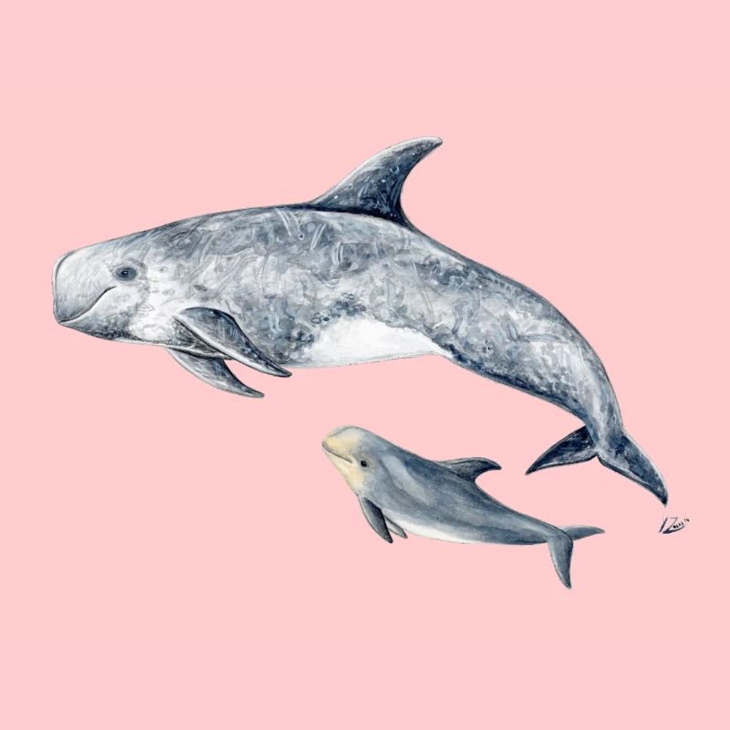 Risso - Grampus Dolphin - Dauphin Risso