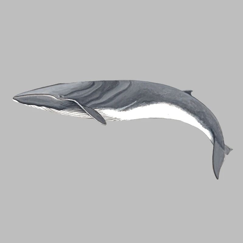 rorquals - rorqual - rorqual commun