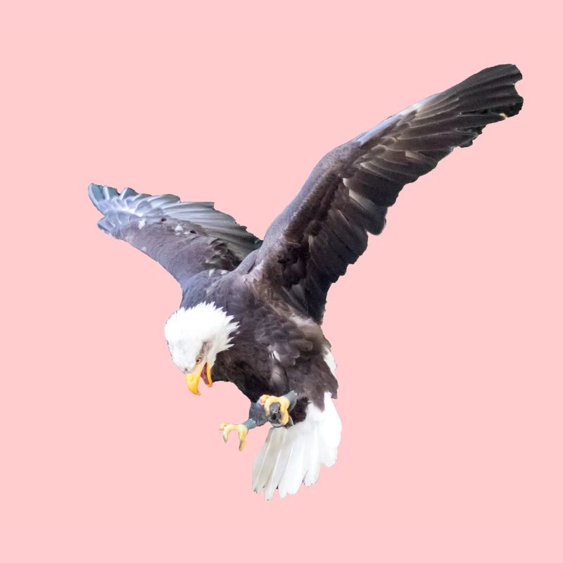 Gift idea Bald Eagle flying Photo Eagle