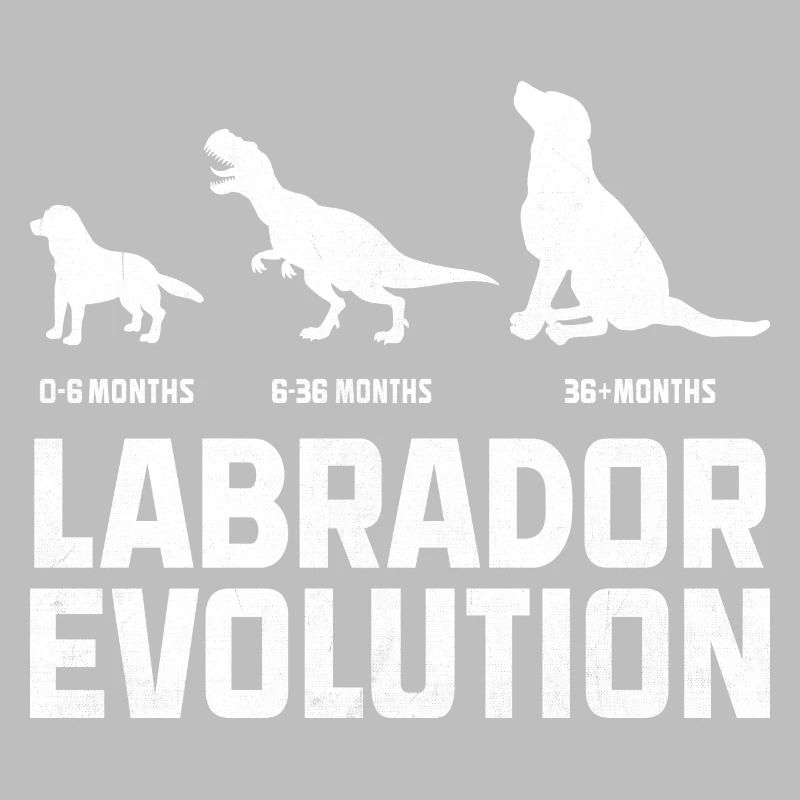 Evolution Labrador Retriever Lab Dog Retrievers