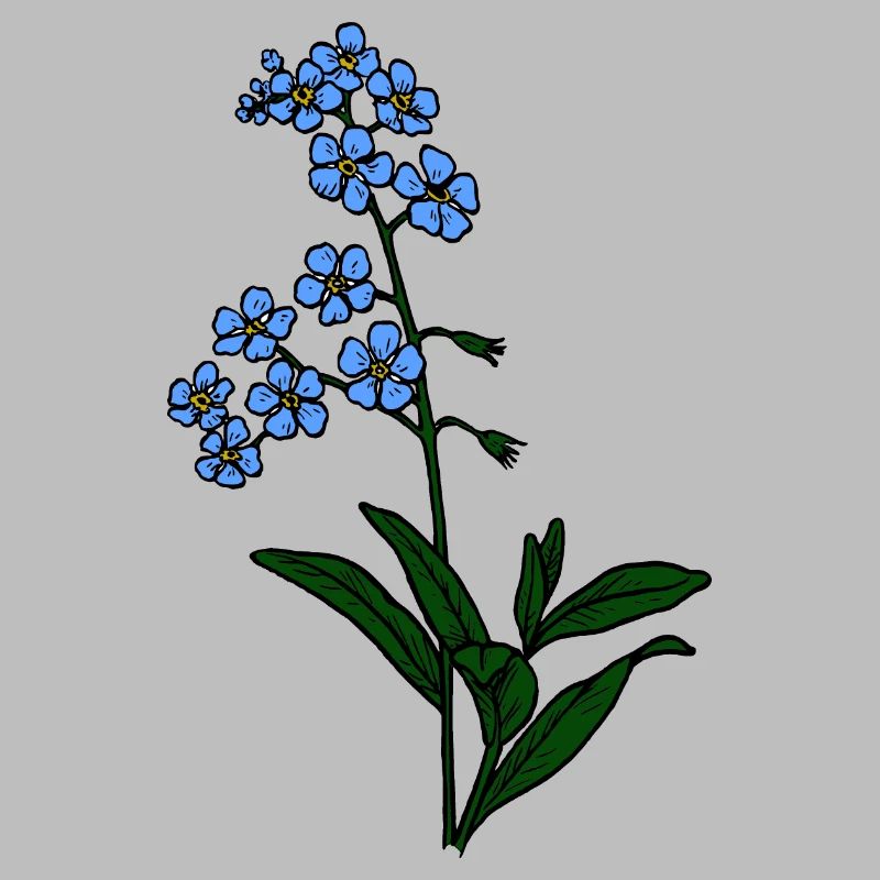 Myosotis pas bleu
