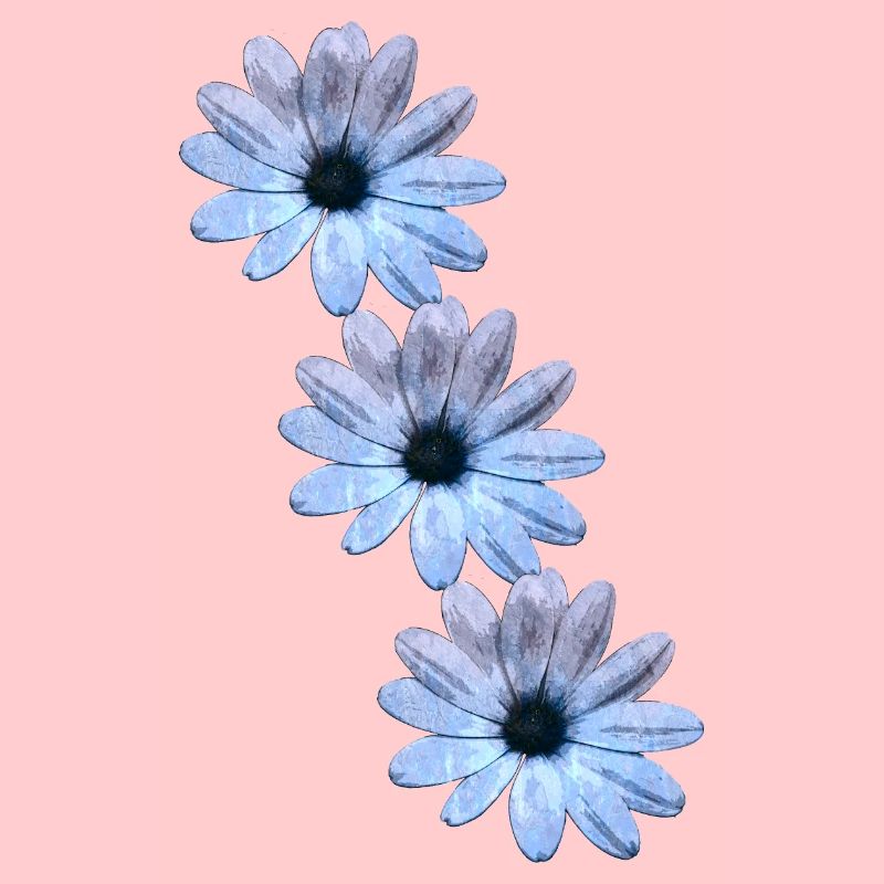 Daisies 3-fold