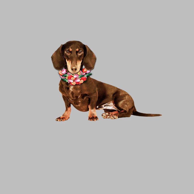 Blumendackel, Dackel, Hund, Blumen