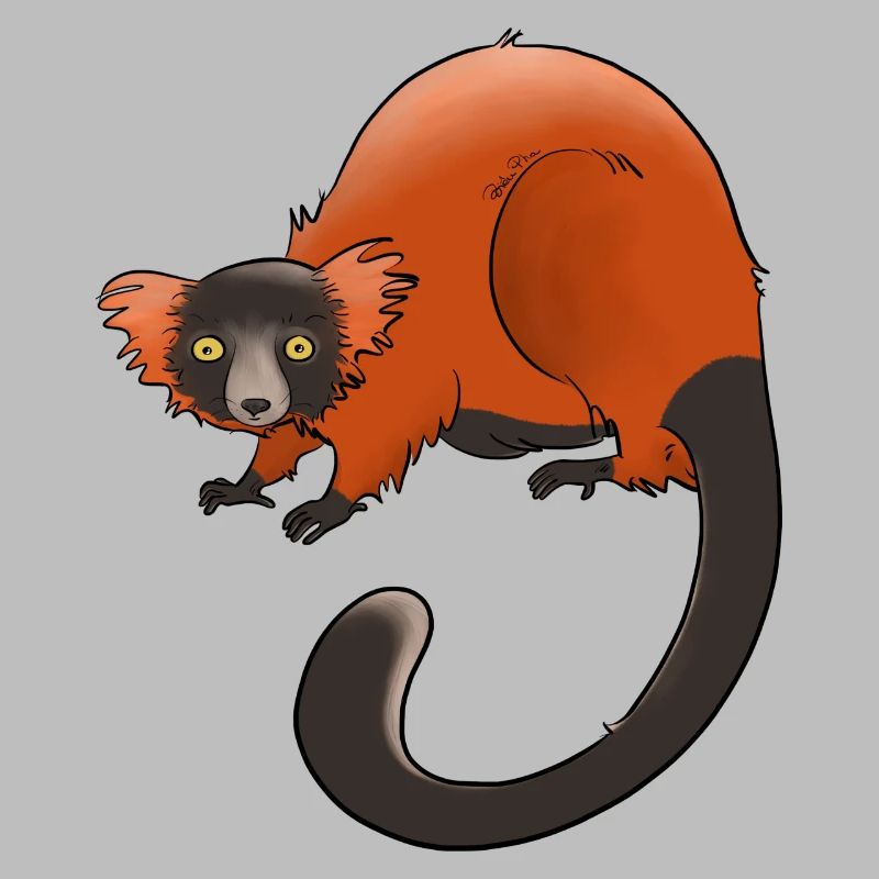 Rufous vari, Lemur oder nichts