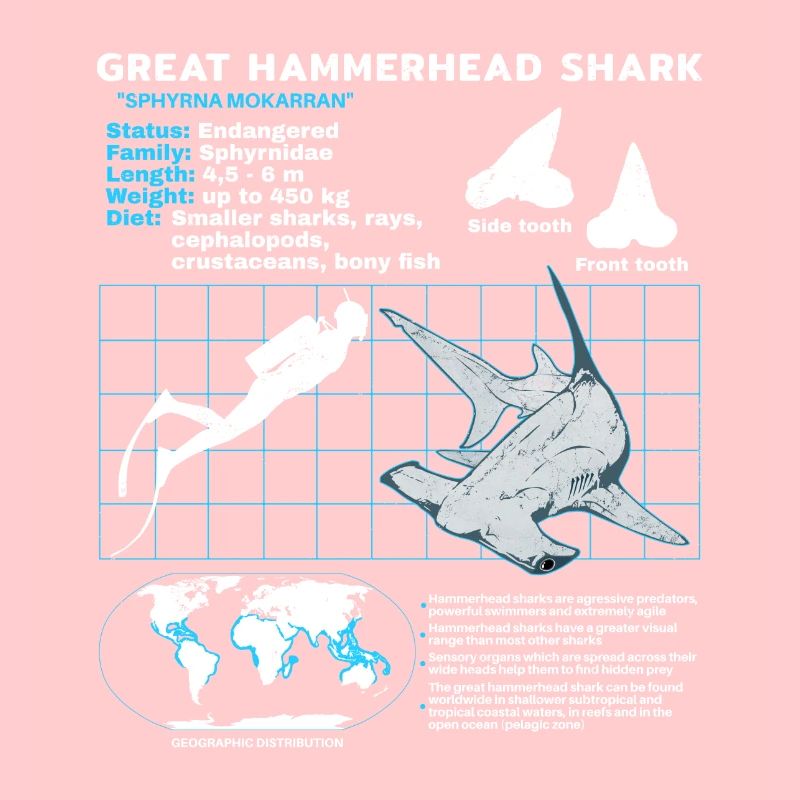 Fiche technique du requin-marteau