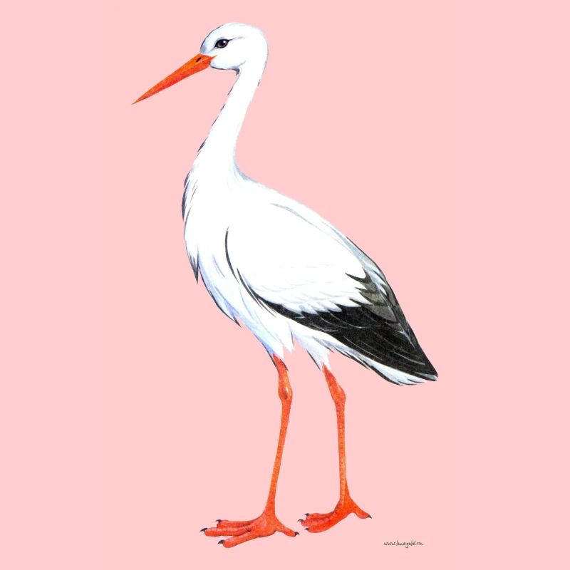 Storch